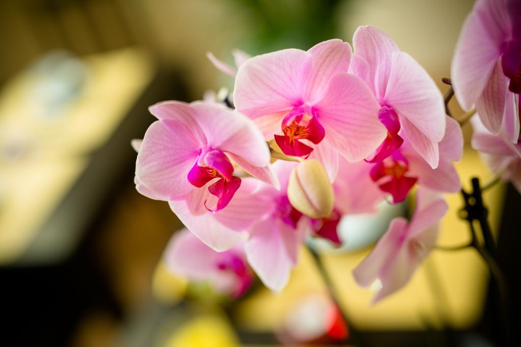 Locanda Orchidea Φλωρεντία Εξωτερικό φωτογραφία